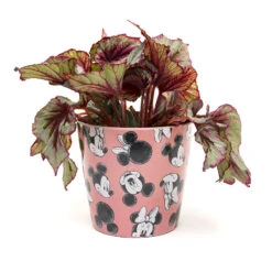 Eco Bambukruka 3-set Mickey, Rosa 10 Eco Bambukruka 3-set Mickey, Rosa -Hot Sale Wexthuset Store eco bambukruka 3 set mickey rosa blomma