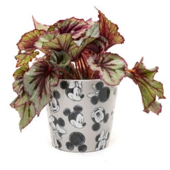 Eco Bambukruka 3-set Mickey, Grå -Hot Sale Wexthuset Store eco bambukruka disney gra