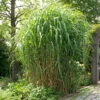 Elefantgräs, Elefantmiskantus -Hot Sale Wexthuset Store elefantgras miscantus giganteus