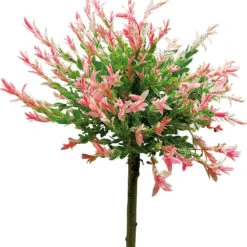 Eukalyptusvide 'Hakuro Nishiki', 60 Cm -Hot Sale Wexthuset Store eukalyptusvide salix integra hakuro nishiki