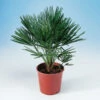 Europeisk Dvärgpalm, 50-60 Cm 1 Europeisk Dvärgpalm, 50-60 Cm -Hot Sale Wexthuset Store europeisk dvargpalm 60 70 cm