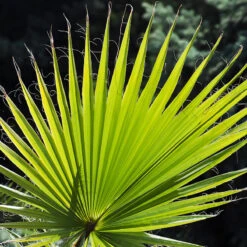 Europeisk Dvärgpalm, 50-60 Cm -Hot Sale Wexthuset Store europeisk dvargpalm blad