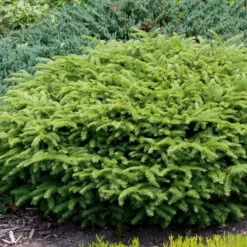 Fågelbogran 'Nidiformis' 25-30 Cm