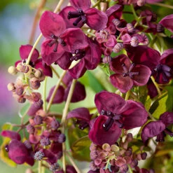 Fembladig Akebia -Hot Sale Wexthuset Store fembladsakebia klattervaxt