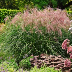 Glansmiskantus 'Ferner Osten' -Hot Sale Wexthuset Store ferner osten glansmiskantusjapanskt gras