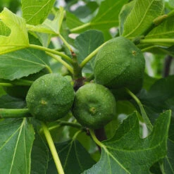 Fikon Bornholm, 50-60 Cm -Hot Sale Wexthuset Store fikon bornholm frukt