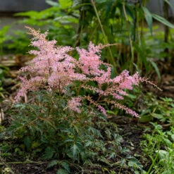 Fjäderastilbe, 3-pack -Hot Sale Wexthuset Store fjaderastilbe simplicifolia sprite