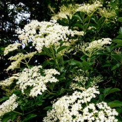 Fläder 10-pack -Hot Sale Wexthuset Store flader sambucus nigra balsta