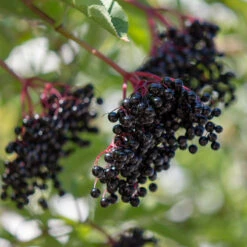 Fläder 10-pack -Hot Sale Wexthuset Store flader sambucus nigra balsta bar