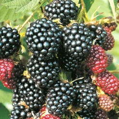 Flikbjörnbär 'Thornless Evergreen'