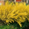 Hybridforsythia 'Lynwood Gold' -Hot Sale Wexthuset Store forsythia interm lynwood gold