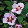 Frilandshibiskus 'Hamabo' 2 Frilandshibiskus 'Hamabo' -Hot Sale Wexthuset Store frilandshibiskus hibiscus syriacus hamabo
