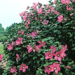 Frilandshibiskus 'Woodbridge'