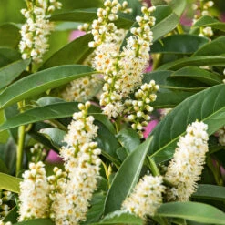 Lagerhägg 'Novita', 10-pack -Hot Sale Wexthuset Store frilandsodlad lagerhagg novita blomma