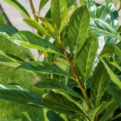 Lagerhägg 'Novita', 10-pack -Hot Sale Wexthuset Store frilandsodlad lagerhagg novita narbild