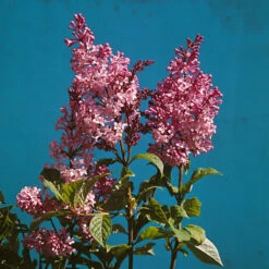 Ungersk Syren 50-80 Cm, 5-pack