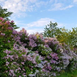 Syren Lila 60-100 Cm, 50-pack -Hot Sale Wexthuset Store frivaxande syrenhack