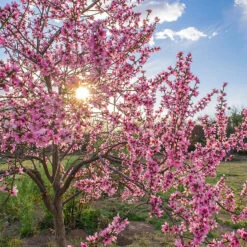 Persika 'Saturn' -Hot Sale Wexthuset Store frukttrad persika saturn i blom