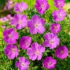 Blodnäva 'Max Frei', 6-pack -Hot Sale Wexthuset Store geranium sanguineum max frei blodnava