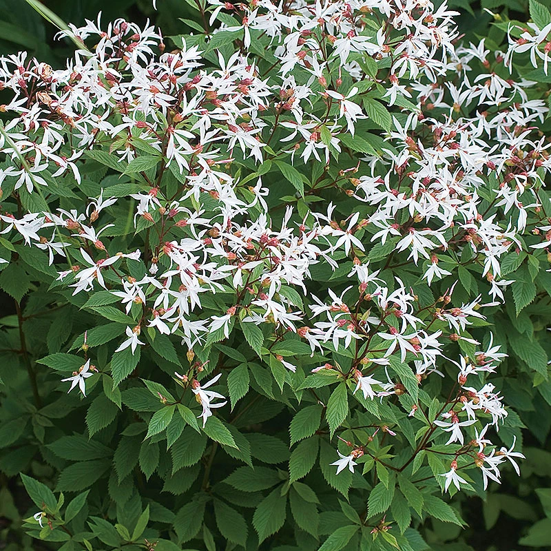 Gillenia, Trebladspira, 2 L 3 Gillenia, Trebladspira, 2 L