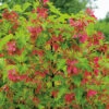 Ginnalalönn 50-80 Cm, 100-pack -Hot Sale Wexthuset Store ginnalalonn acer tataricum ssp ginnala