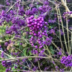 Glasbär 'Profusion', 5-pack 8 Glasbär 'Profusion', 5-pack -Hot Sale Wexthuset Store glasbar profusion 2 1