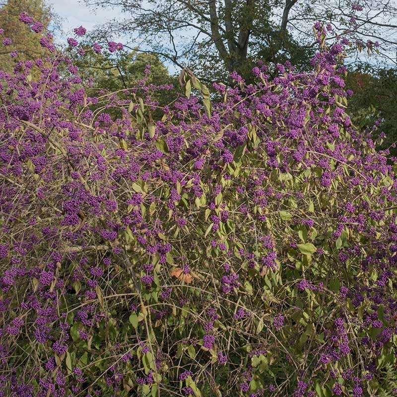 Glasbär 'Profusion', 5-pack 5 Glasbär 'Profusion', 5-pack - Image 3