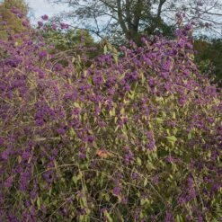 Glasbär 'Profusion', 1-pack -Hot Sale Wexthuset Store glasbar profusion 3 2