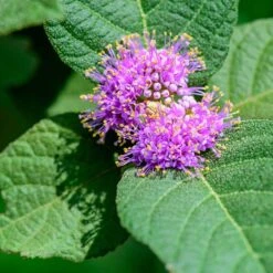 Glasbär 'Profusion', 1-pack -Hot Sale Wexthuset Store glasbar profusion 4 2