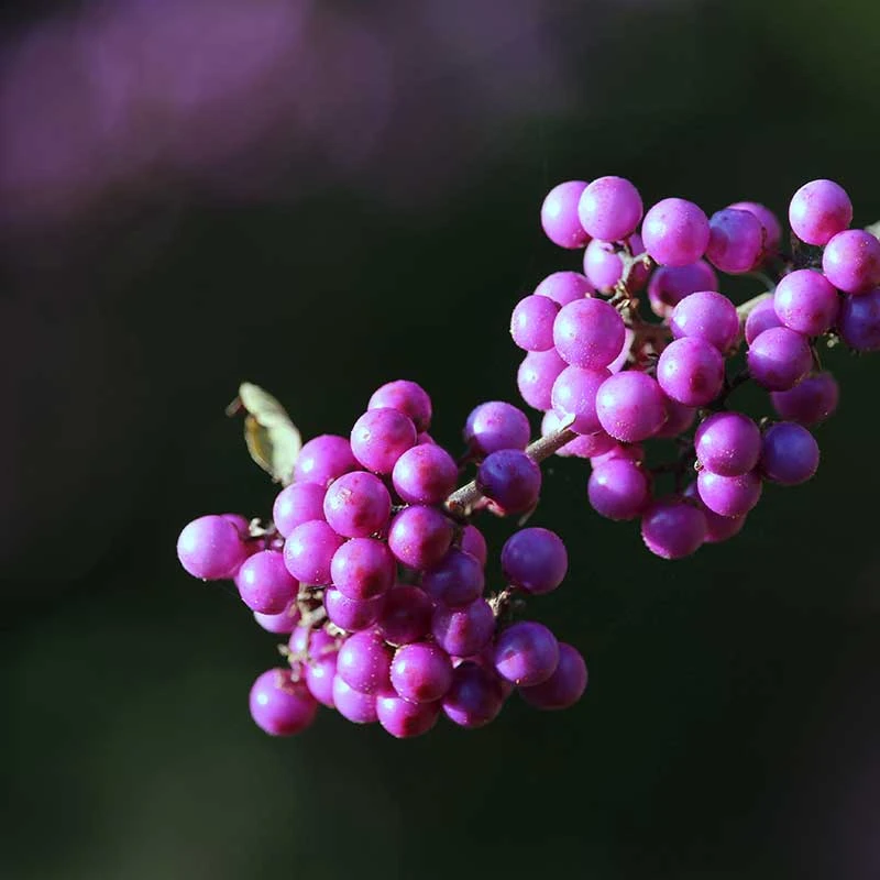 Glasbär 'Profusion', 5-pack 7 Glasbär 'Profusion', 5-pack - Image 5