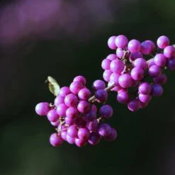 Glasbär 'Profusion', 3-pack -Hot Sale Wexthuset Store glasbar profusion 5