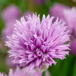 Gräslök, 6-pack -Hot Sale Wexthuset Store graslok 2