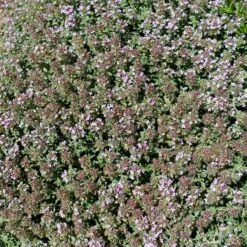 Gråtimjan, 6-pack -Hot Sale Wexthuset Store gratimjan 2