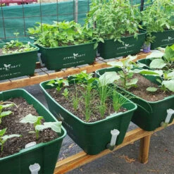 Självvattnande Odlingsbalja, Forest Green -Hot Sale Wexthuset Store greensmart odlingsbalja gron miljobild