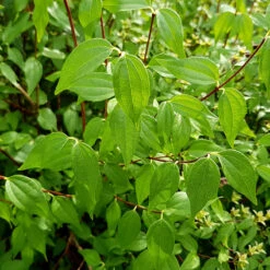 Smultronschersmin 30-50 Cm, 100-pack -Hot Sale Wexthuset Store grona blad pa smultronschersmin