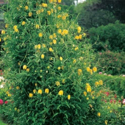 Gullklematis -Hot Sale Wexthuset Store gul klematis clematis tangutica