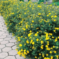 Ölandstok Goldfinger 30-50 Cm, 10-pack -Hot Sale Wexthuset Store gul olandstok i hackplantering