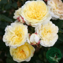 Ros 'The Pilgrim' -Hot Sale Wexthuset Store gul ros the pilgrim