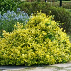 Klätterbenved 'Emerad'n Gold'