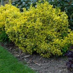 Gulbrokig Klätterbenved 'Emerald'n Gold' 10-pack -Hot Sale Wexthuset Store gulbrokig klatterbenved emeraldn gold co 3