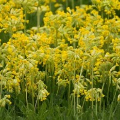 Gullviva, 6-pack -Hot Sale Wexthuset Store gullviva 2