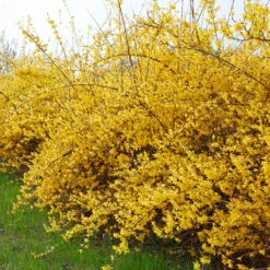 Hybridforsythia 'Freja' E, 10-pack -Hot Sale Wexthuset Store hack av hybridforsythia freja e