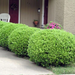 Buxbom Klotformad 25-30cm -Hot Sale Wexthuset Store hack av klotklippt boxbom