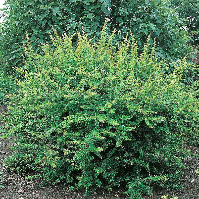 Häckberberis 3 Häckberberis