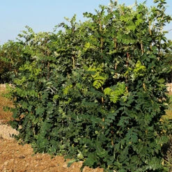 Häckkaragan, Sibirisk ärtbuske 10-pack -Hot Sale Wexthuset Store hackkaragan caragana arborescens