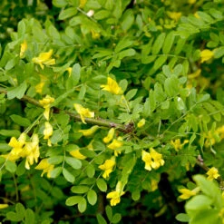 Häckkaragan, Sibirisk ärtbuske 10-pack -Hot Sale Wexthuset Store hackkaragan caragana arborescens gulblomma