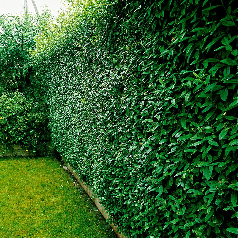 Liguster 10-pack 3 Liguster 10-pack