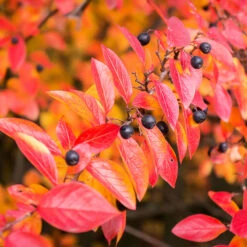 Häckoxbär 10-pack 7 Häckoxbär 10-pack -Hot Sale Wexthuset Store hackoxbar cotoneaster lucidus rod bar