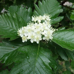 Häckoxel, 50-80 Cm 10-pack -Hot Sale Wexthuset Store hackoxel 50 80 cm 2 1