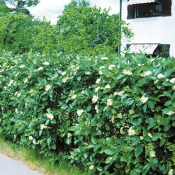 Häckoxel, 50-80 Cm 100-pack -Hot Sale Wexthuset Store hackoxel 50 80 cm